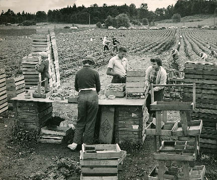 strawberry pickers